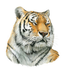 Cartoon tiger - head - illustration for children
