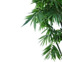 Fototapeta na wymiar Bamboo plant green leaves on white background, selective focus.