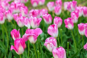 Obraz premium pink tulips in the spring