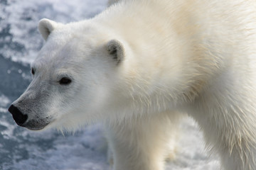 Obraz na płótnie Canvas Polar bear (Ursus maritimus) on the pack ice north of Spitsberg