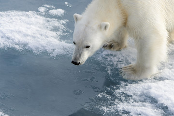 Polar bear (Ursus maritimus) on the pack  ice north of Spitsberg