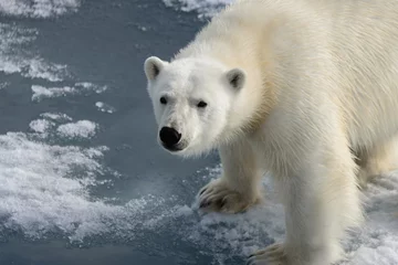 Papier Peint photo Ours polaire Ours polaire (Ursus maritimus) sur la banquise au nord du Spitsberg