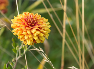 Background with a bright orange-yellow aster.