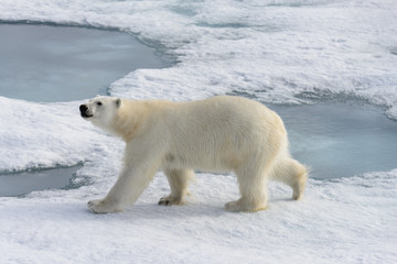 Polar bear (Ursus maritimus) on the pack  ice north of Spitsberg