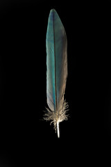 Feather of Coracias cyanogaster blue bellied roller