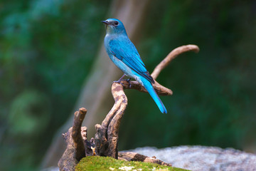 Verditer Flycatcher