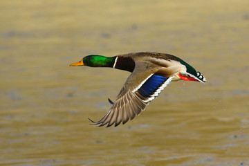Male mallard duck in flight