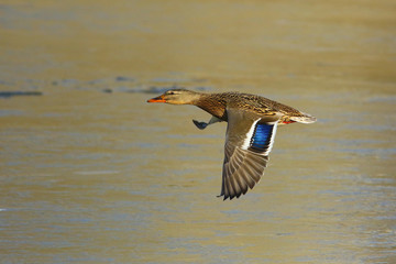 Female mallard duck in flight