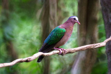 Emerald Dove in background picture