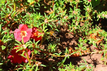 Bee on spring flower