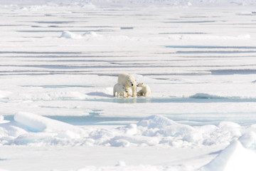 Polar bear mother (Ursus maritimus) and twin cubs on the pack ic