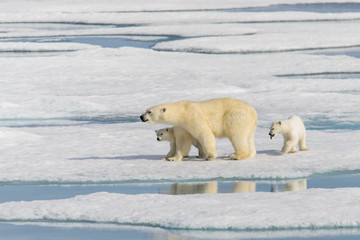 Polar bear mother (Ursus maritimus) and twin cubs on the pack ic