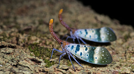 Colorful insect, Cicada or Lanternfly ( Pyrops ducalis) insect on tree in nature