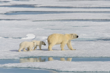 Polar bear mother (Ursus maritimus) and twin cubs on the pack ic