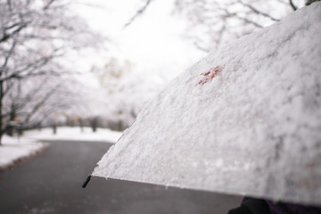 one red maple leaf and snow on translucent umbrella, blur road and tree in park as background, winter