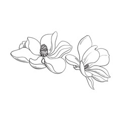 Fototapeta premium Two magnolia flowers, sketch style vector illustration isolated on white background. realistic hand drawing of magnolia blossoms, springtime flowers