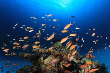 Naklejka na ściany i meble Underwater coral reef and fish in ocean