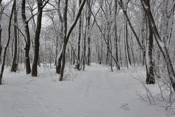 Winter deciduous forest