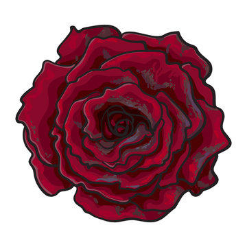 Deep red, ruby rose bud, top view sketch style vector illustration isolated on white background. Realistic hand drawing of open red rose flower, decoration element