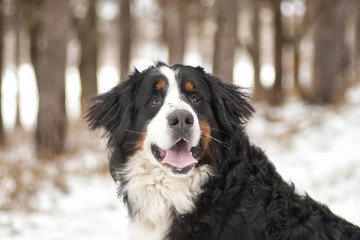 Bernese Mountain Dog outdoors, winter walk