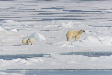 Fototapeta na wymiar Polar bear mother (Ursus maritimus) and twin cubs on the pack ic