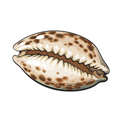 Colorful cowrie or cowry sea shell, sketch style vector illustration isolated on white background. Realistic hand drawing of shiny saltwater sea snail, cowrie shell with tiger pattern