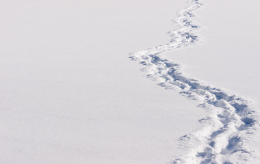Trail of footprints in the snow - Powered by Adobe