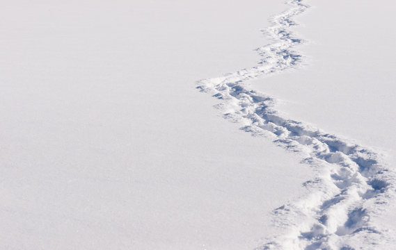 Trail of footprints in the snow - Powered by Adobe