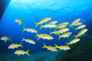Underwater coral reef and fish in ocean