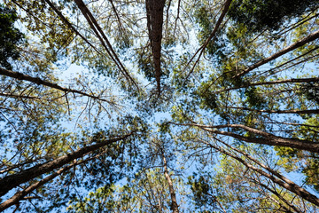 Top of pine trees with blue sky in background.