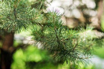 Pine branch with cones. close-up