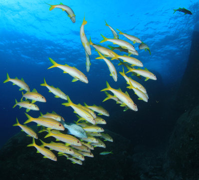 Underwater coral reef and fish in ocean