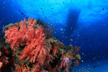 Plakat Underwater coral reef and fish in ocean