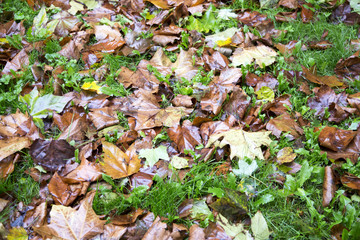 Wet leaves on grass