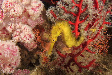 Tigertail Seahorse. Yellow Sea horse and corals