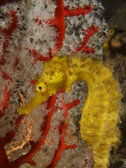 Tigertail Seahorse. Yellow Sea horse and corals