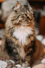 Gray beautiful cat with long whiskers long hair