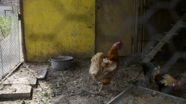 Caged rooster and hens in chicken coop on traditional rural barm yard. Golden Phoenix rooster and chickens feeding in henhouse, in high definition FULL HD (1920x1080p)