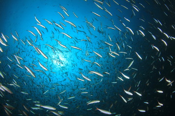 Fototapeta na wymiar Sardines fish underwater