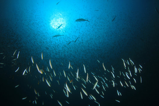Sardines fish underwater
