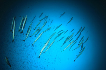 Barracuda fish school underwater