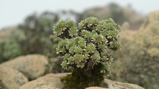 canary oxeye grow on stone in cloud of mountain 11160
