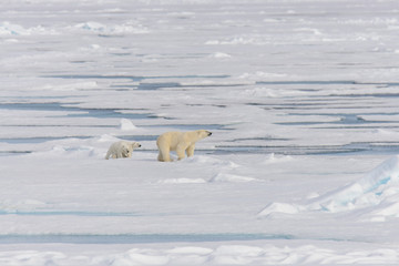 Polar bear mother (Ursus maritimus) and twin cubs on the pack ic