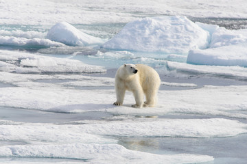 Polar bear (Ursus maritimus) on the pack  ice north of Spitsberg