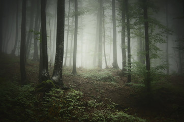forest background. green mysterious forest in dense fog in natural landscape