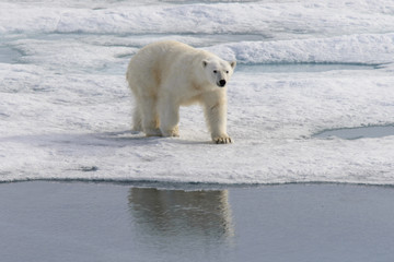 Polar bear (Ursus maritimus) on the pack  ice north of Spitsberg