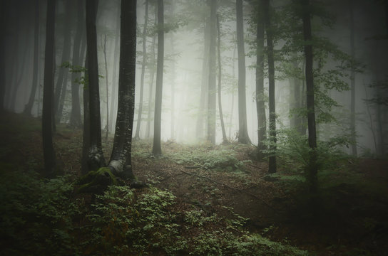 Fototapeta forest background. green mysterious forest in dense fog in natural landscape
