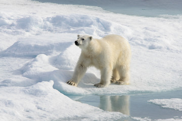 Plakat Polar bear (Ursus maritimus) on the pack ice north of Spitsberg
