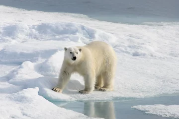 Crédence de cuisine en verre imprimé Ours polaire Polar bear (Ursus maritimus) on the pack  ice north of Spitsberg