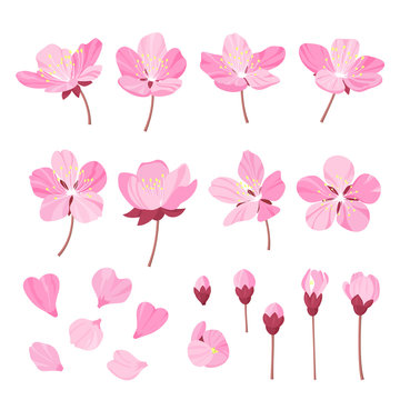 Set of beautiful cherry tree flowers isolated on wite background. Collection of pink sakura or apple blossom, japanese cherry tree. Floral spring design elements.Cartoon style vector illustration